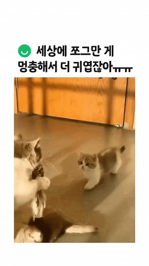 #인스티즈 #추천 #fyp #고양이 #cute