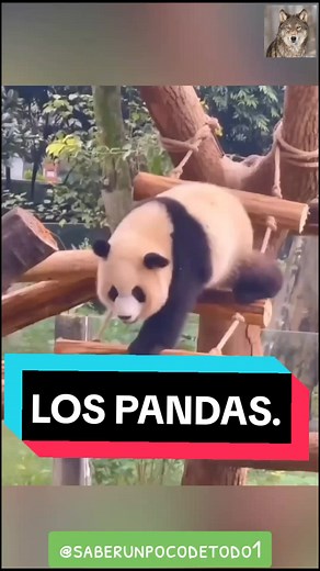 Curiosidades sobre los pandas y su disminución en la vida