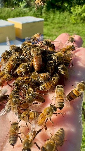 Elisha Bixler 🐝 Lover of Bees on Instagram: "Queen Balling is one of the coolest things I’ve experienced in the beekeeping world. It doesn’t always mean death for her majesty sometimes honeybees will form a ball around their queen to keep her safe. This is what’s happening here #savethebees #queen #beekeeperlife🐝"