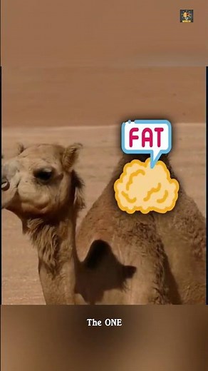 Why Do Camels Explode 😱