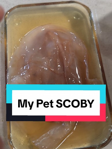 Meet My Pet SCOBY