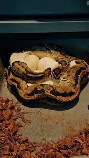 Some of the most beautiful snakes in America will be hatching this summer