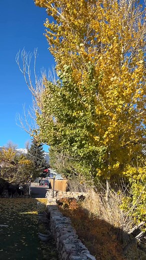 Autumn leaves falling from the big cottonwood tree on the patio are a sure sign we have transitioned into the off season. Enjoy this moment of zen and start planning your adventure to Northern Yellowstone next summer! 🍃 ❤️ | Yellowstone River Motel