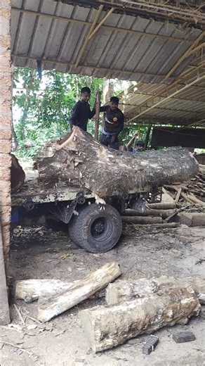 “सीनाब्स नहीं, फिर भी इतना बड़ा लकड़ी कैसे खाली किया? | No Crane Log Unloading 😲💪”---