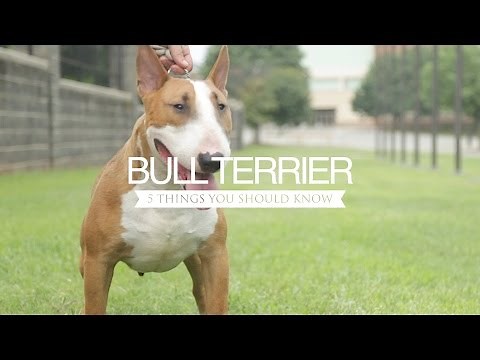 BULL TERRIER FIVE THINGS YOU SHOULD KNOW