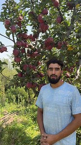 23K views · 321 reactions | Now time to Focus on Proper nutrition. Nitrogen and calcium is always required in early stage till cell division period | KVF Orchard and Nursery | Facebook