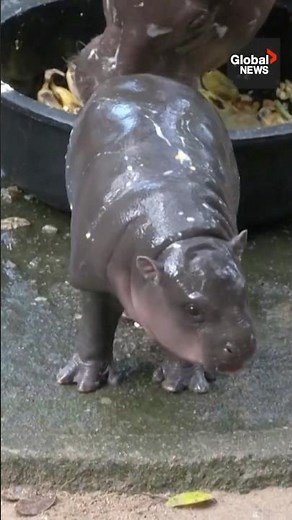 Cute baby hippo goes viral but visitors bringing issues 🦛 #MooDeng
