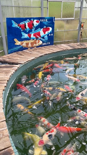 68K views · 1.4K reactions | The Most Magical 彩 Koi Pond in Japan 勞 #koi #koipond #pondlife #koifish #oaselivingwater #watergarden #fishtank #koicarp #maruhiro | Yvo - The Koi Partner | Facebook