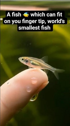 World's smallest fish and the smallest vertibrate earth, Paedocypris progenetica #fish #tinyfish #gk