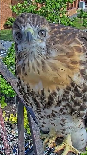 Curious Red-tailed Hawk Chick Checks Out Camera From Railing Of Nest Platform