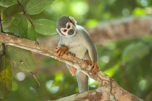 Le singe-araignée : l'acrobate d'Amérique du Sud !