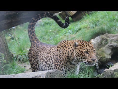 Panthère de Java (Pelangi) / Javaanse Panter / Javan Leopard : Pairi Daiza