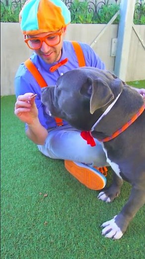 Cute Puppies and Kittens! Photo Time with Blippi! 🐶😺📸! #blippi #shorts #pets