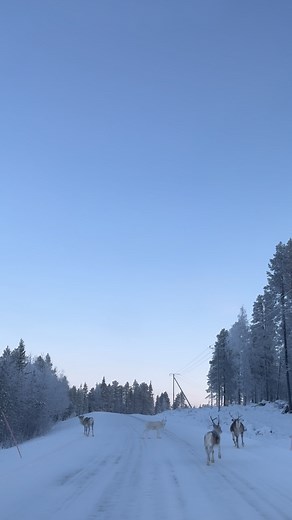 Jeris ❤️ Kappale kauneinta Suomea 🏔️ Olin viime keväänä ensimmäistä kertaa täällä Jeris Lakeside Resortissa ja ihastuin paikkaan saman tien. Olinkin hyvin otettu, kun sain jatkaa yhteistyötä @harrinivahotelsandsafaris kanssa myös tällä kaudella. 🙏🏻 Ja ihan uskomatonta miten kaunista täällä on jo nyt marraskuussa. 😚 Jos kaipaat talven tullen paikkaa missä rauhoittua ja ladata akkuja niin ehdottomasti suosittelen tutustumaan Jeris Lakeside Resorttiin ja heidän laajaan valikoimaan erilaisia pal