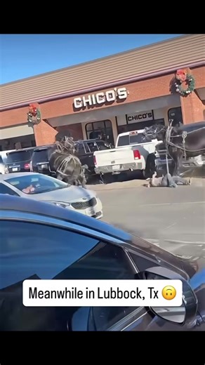 Horses in Public: Unexpected Moments