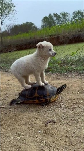 Ultimate Funny Cats & Dogs Compilation 😂🐱🐶 | Crazy Cat Fights, Funny Fails & Hilarious Moments