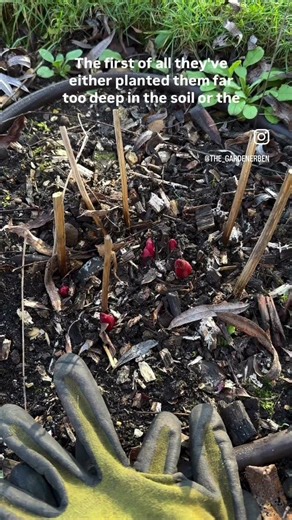 Are you guilty of one of these mistakes and is this why your peonies ￼ don’t flower as you expect ?