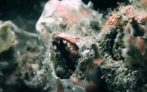 鲸鱼为何撞船求救？海龟被折磨的奄奄一息，“寄生恶魔”藤壶究竟有多可怕？