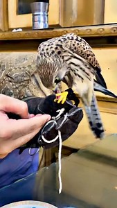 7.6K views · 73 reactions | Baaz leny Ka liya rabta kry 03177295110 WhatsApp number #hawk #baaz #buzzard #falcon #falconry #eagle #animal #pet #peigons #peigon #parrot #parrotlover #pets #aseel #RawParrot #dubaifalconry #pakfalconry #hunting #sialkot #daska #gujrat #gujrawala #karachi #peshawar #wahcantt #sindh #lahore #rawalpindi #jehlum #islamabad | PAK Falconry | Facebook