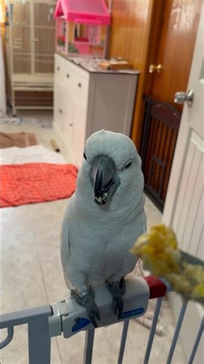 Buster | breakfast with Mama | southern boy style #parrot #fyp #breakfast