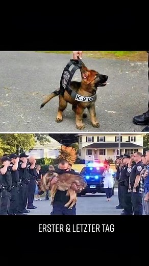 German Shepherd K9 Unit in Action with Police Officers