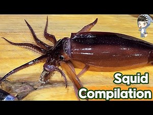 Squid Compilation Korea Street Food SQUID SASHIMI Pohang Korea Seafood 포항 죽도시장 송도활어회센터