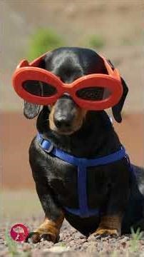 Adorable dogs #cute #pet #dog