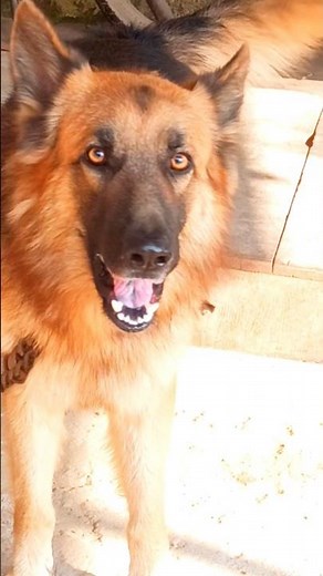 angry german shepherd dog barking sound dog barking video #germanshepherd #trending #cute