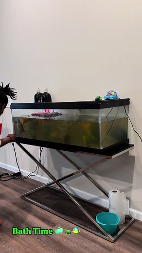 Caring for Goldfish: Tips for a Perfect Tank Setup