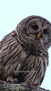 🔊 Barred Owl calls 🦉 Audubon Florida Everglades National Park | Navarre Marshall