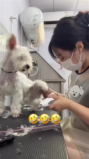 Funny Dog Voiceover Clips that Will Make You Laugh