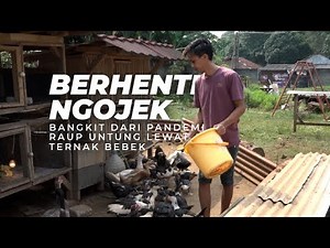 Muscovy Duck Farming is Easy and Profitable❗❗❗