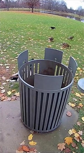 Duck Just Wanted a Snack… Got a Jump Scare Instead 😭🦆 #ducks #animals #EpicFails #wildanimals