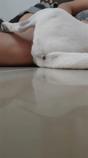 Sleeping so comfortably, huh? #dog #pet #pug #dogowner #shortvideo