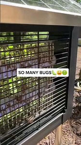 "UV Light Doesn't Attract Bugs" — Oh? Let Me Show You Something