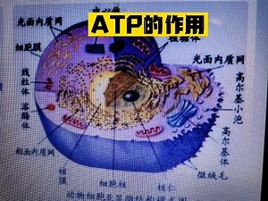 ATP（三磷酸腺苷）在生命活动中的重要作用
