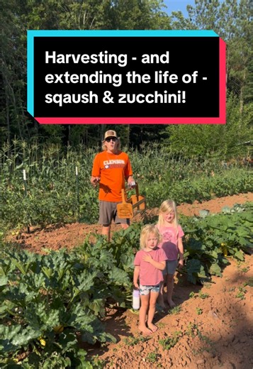 Harvesting Squash & Zucchini: Extend Plant Life with Foil & BT
