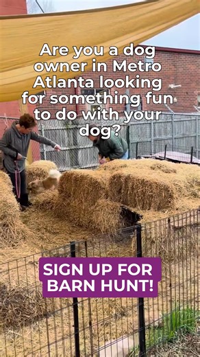 Looking for a fun, exciting way to challenge your dog’s mind and body? 🐾 Our upcoming Barn Hunt class is perfect for dogs of any breed, size, or age! This sport taps into your dog’s natural hunting instincts as they search for safely hidden rats in secure tunnels and hay bales, all in a supervised, safe environment. Barn Hunt is a fantastic way to bond with your dog, build confidence, and keep them mentally and physically active! Next round starts soon! Spots are limited, so sign up today and l
