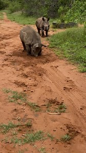 72K views · 7.5K reactions | The weather held out & SHAMALI went on their first adventure  bushwalks are the best!! It’s safe to say the carers enjoyed themselves just as much as our smallest baby bums did 懶憐 jump on to see our stories!! PS. Make sure you watch until the end to see Shamara up to her naughty antics 藍 | The Rhino Orphanage | Facebook