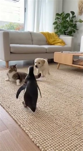 Cute baby penguins moments that melt my heart #cute #adorable #pet #penguin #fluffy #cuteanimal #dog