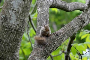 Squirrels in Japan (15 Amazing Facts about Them) – YouGoJapan