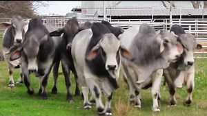 9.4K views · 104 reactions | All of the bulls were sold. Thanks!! Breeding Age Brahman Bull Sale is open! Bid before 10 am CST to receive a $250 credit to be applied to your purchase. Let us know how we can help #brahmanbull #cattleman #beastmode #cebu #finca | Heritage Cattle Co. | Facebook