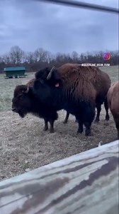It’s mating season and Bryson our bull loves his ladies!! Can’t wait for more red dogs next year! #Homestead #farm #bison | Silver Lake Bison Farm