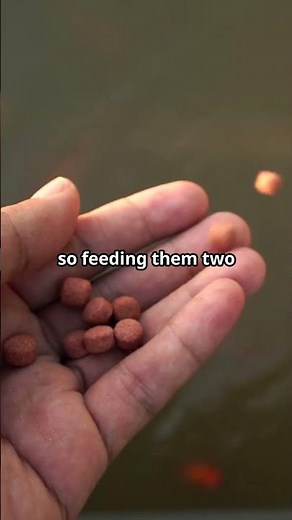 How Often Do Koi Fish Need to be Fed? 🐟 #koifish