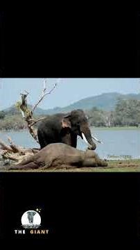 He Tried to Wake His Dead Friend… 😥🐘WAIT till the end 😥 🐘💔