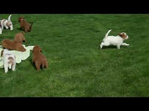 Labradoodle Puppies For Sale