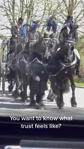 6 black stallions just trotting along #equestrian #carriagehorses #horses #fyp