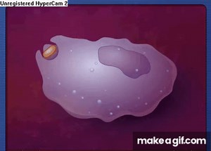 The Process Of Phagocytosis on Make a GIF