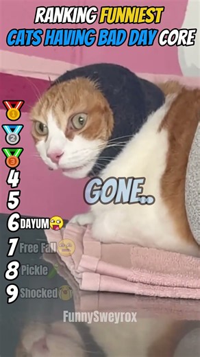 Ranking Funniest Cats Having A Bad Day Core Moments!!🐱