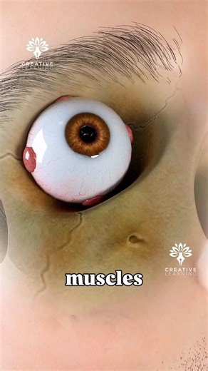 Creativelearning on Instagram: "Can You Sneeze With Your Eyes Open? 😳 #sciencefacts #humanbody #sneeze #didyouknow #3danimation #creativelearning3d #bodyexplained #funfacts #mythbusted #biology"